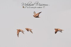 Pterocles orientalis