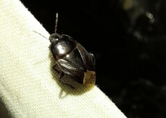 Macroscytus brunneus