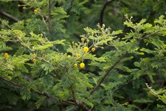 Vachellia natalitia
