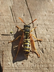 Polistes gallicus