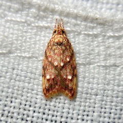 Lophopepla igniferella