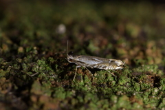 Erechthias decoranda