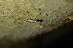 Erechthias decoranda