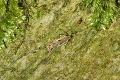 Erechthias decoranda