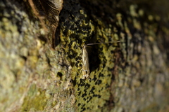 Erechthias decoranda