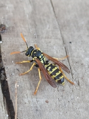 Polistes gallicus