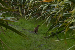 Gallirallus australis hectori