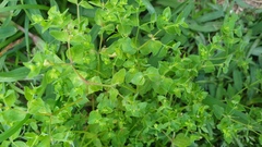Euphorbia peplus