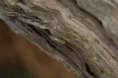 Erechthias decoranda