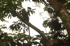 Cercopithecus cephus