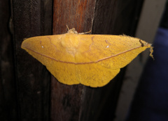 Lonomia