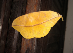 Lonomia