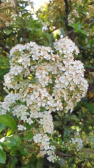Pyracantha angustifolia
