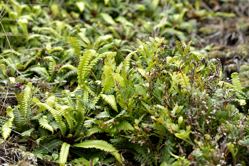 Asplenium chathamense (Asplenium chathamense)