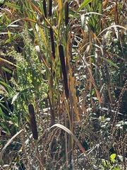 Typha latifolia