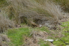 Gallirallus australis hectori