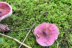 Russula queletii
