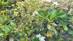 Pyracantha angustifolia