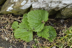 Urtica australis