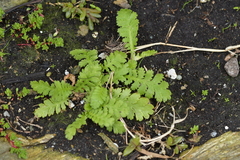 Leptinella potentillina