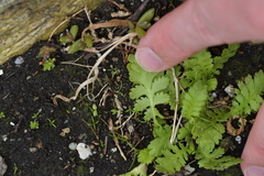 Leptinella potentillina
