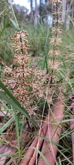Lomandra multiflora