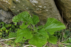 Urtica australis