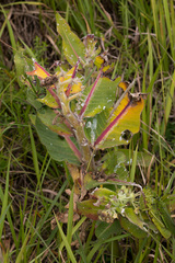 Xysmalobium undulatum