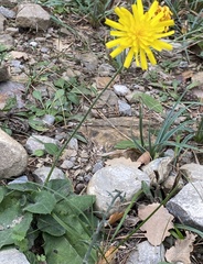 Hieracium murorum