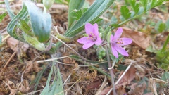 Erodium moschatum