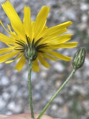 Hieracium murorum