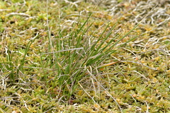 Isolepis