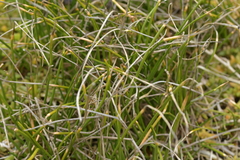 Isolepis