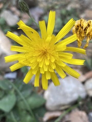 Hieracium murorum