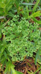 Euphorbia peplus