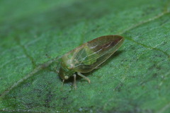 Rhinocola aceris