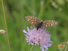 Melitaea diamina