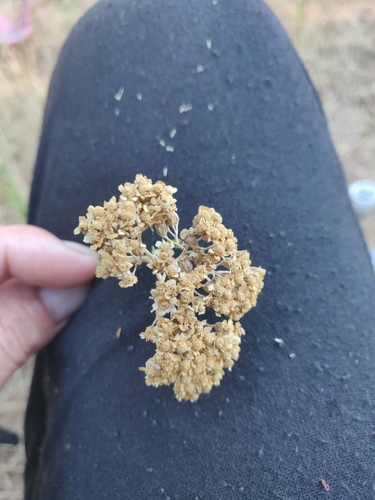 Image of Achillea ligustica by no rights reserved