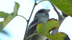 Passer domesticus