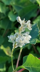 Fallopia baldschuanica