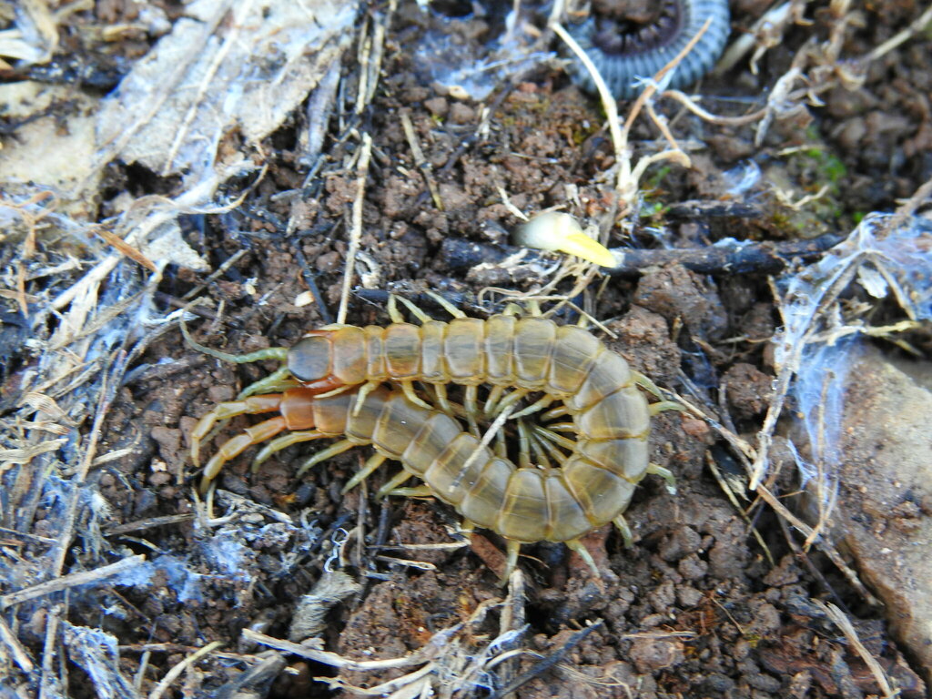 Scolopendra oraniensis