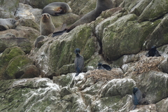 Phalacrocorax featherstoni