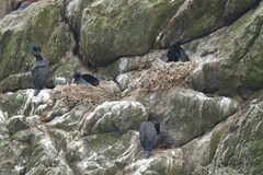 Phalacrocorax featherstoni