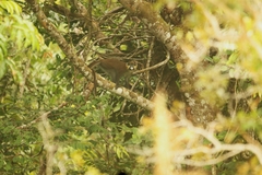 Cercopithecus cephus