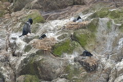 Phalacrocorax featherstoni