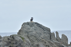 Phalacrocorax featherstoni