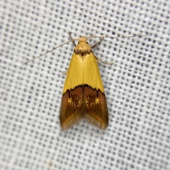 Hemibela oxyptera