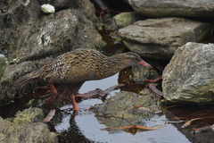 Gallirallus australis hectori