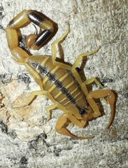 Uroplectes otjimbinguensis