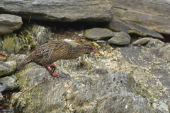 Gallirallus australis hectori